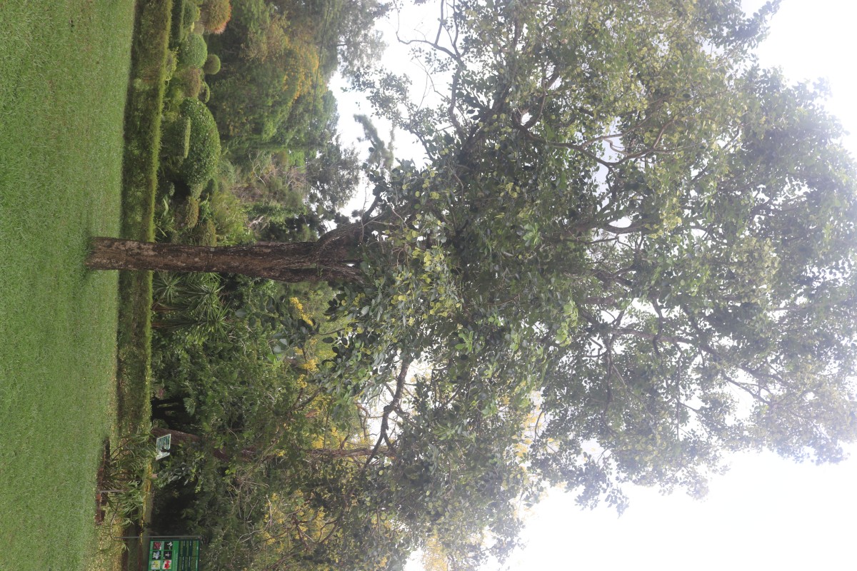 Pterocarpus santalinus L.f.